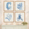 Vintage Coastal Blue Coral Prints with Whitewashed Wood Frames (Set of 4)