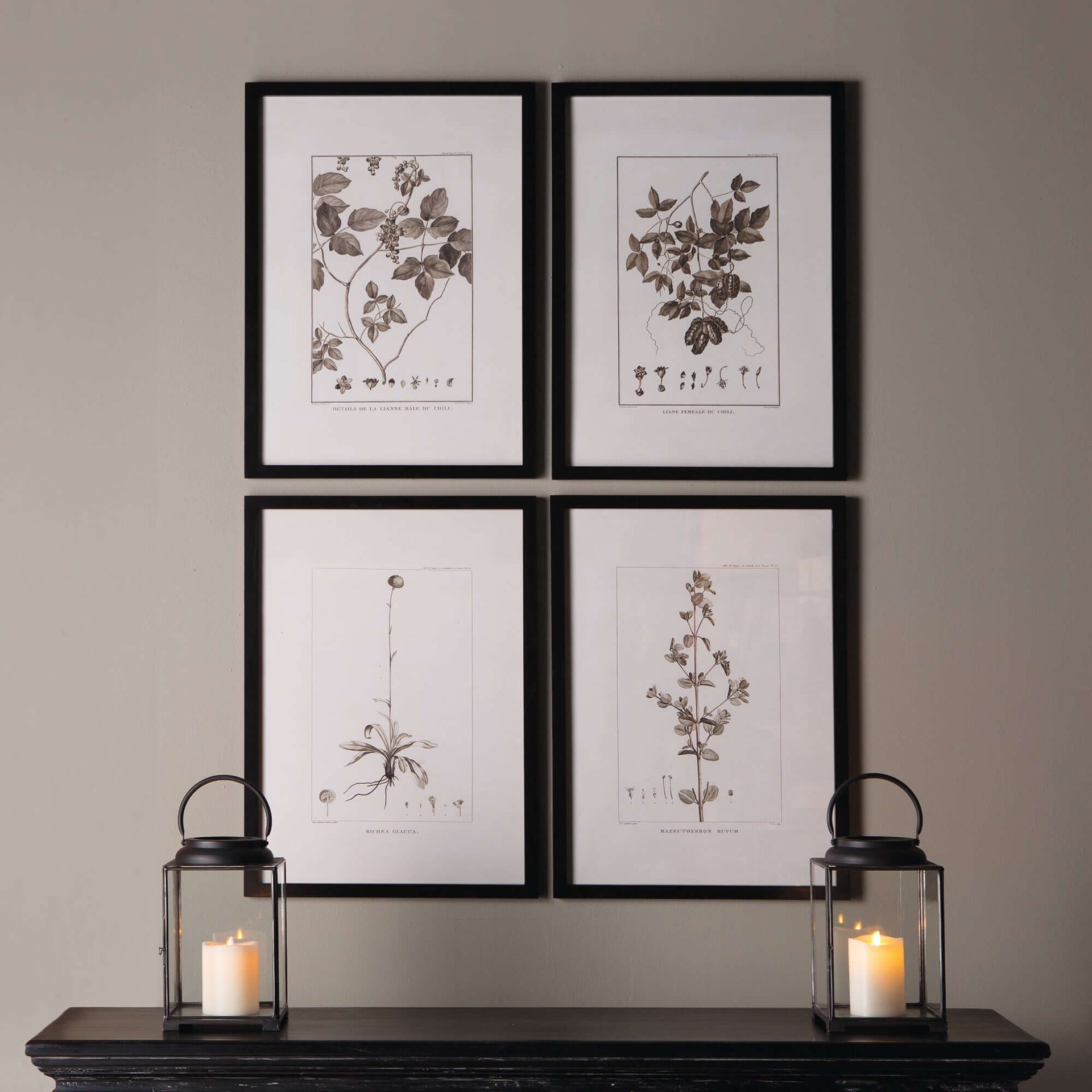 Vintage Monochromatic Botanical Herb Wall Art (Set of 4)