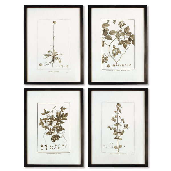 Vintage Monochromatic Botanical Herb Wall Art (Set of 4)