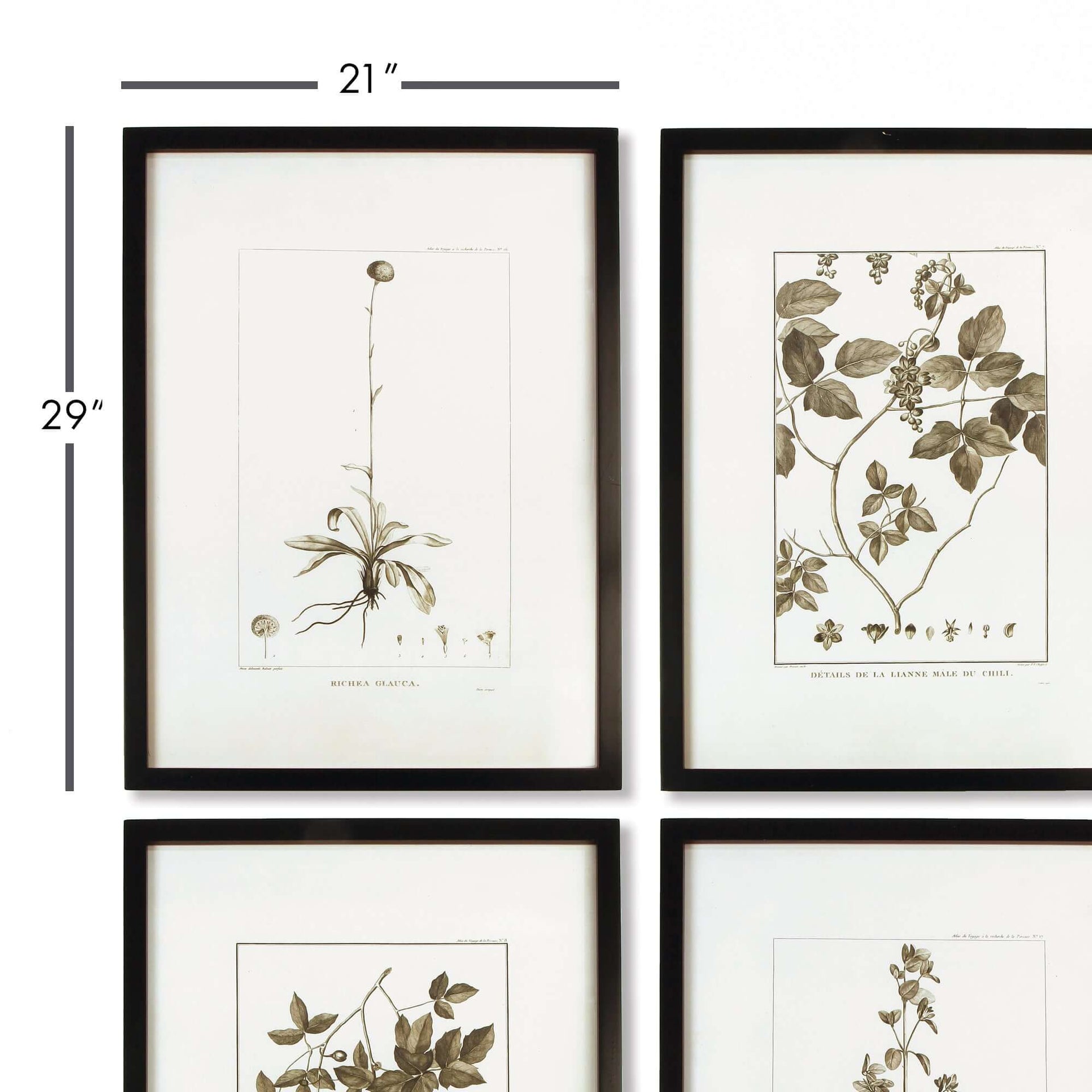 Vintage Monochromatic Botanical Herb Wall Art (Set of 4)