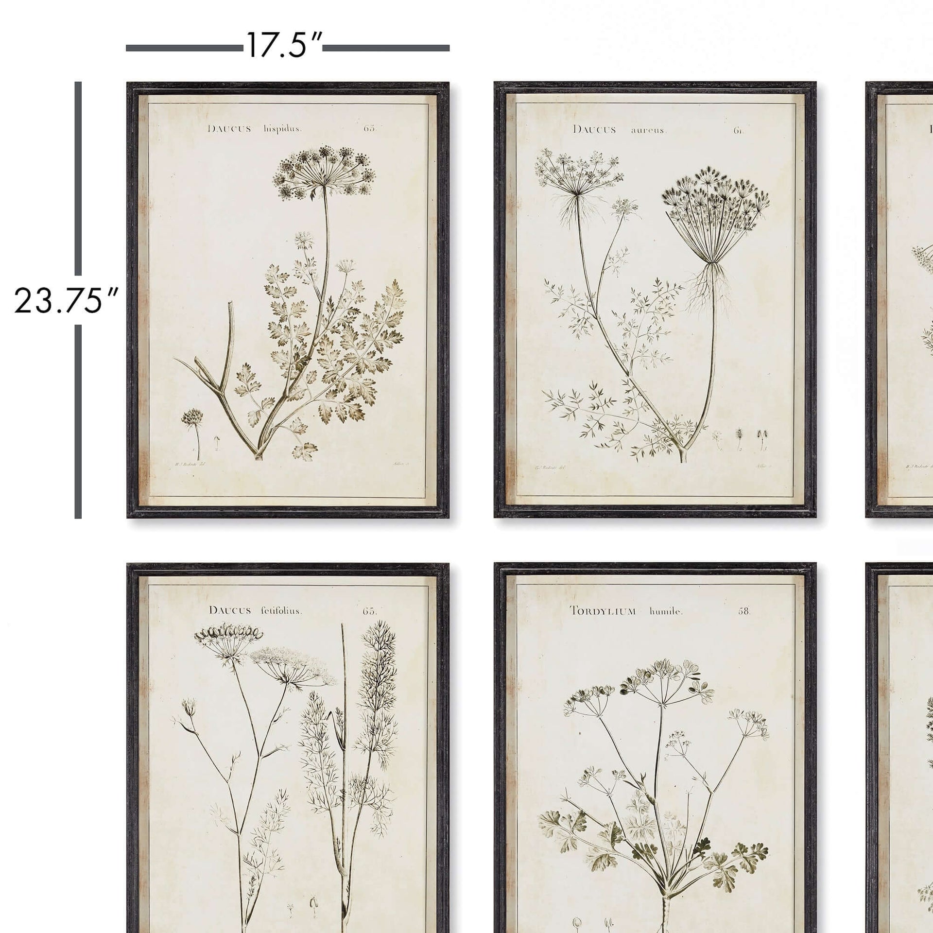 Vintage Monochromatic Botanical Wildflower Wall Art (Set of 6)