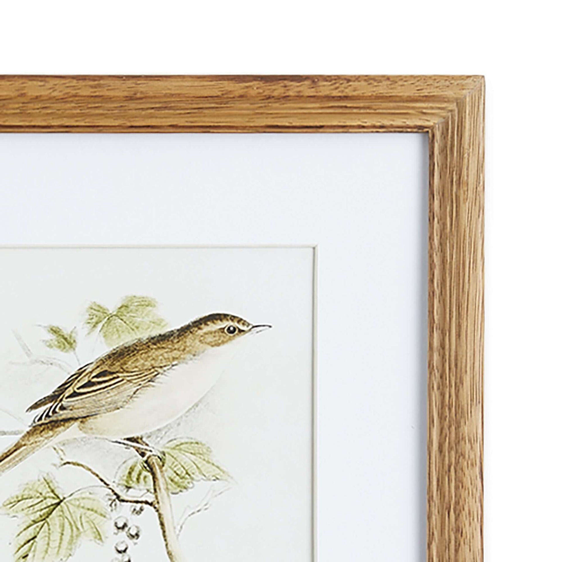 Vintage Songbird Prints Wall Art (Set of 4)