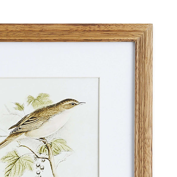 Vintage Songbird Prints Wall Art (Set of 4)