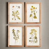 Vintage Wildflower Botanical Prints Set in Rustic Wood Frames (Set of 4)