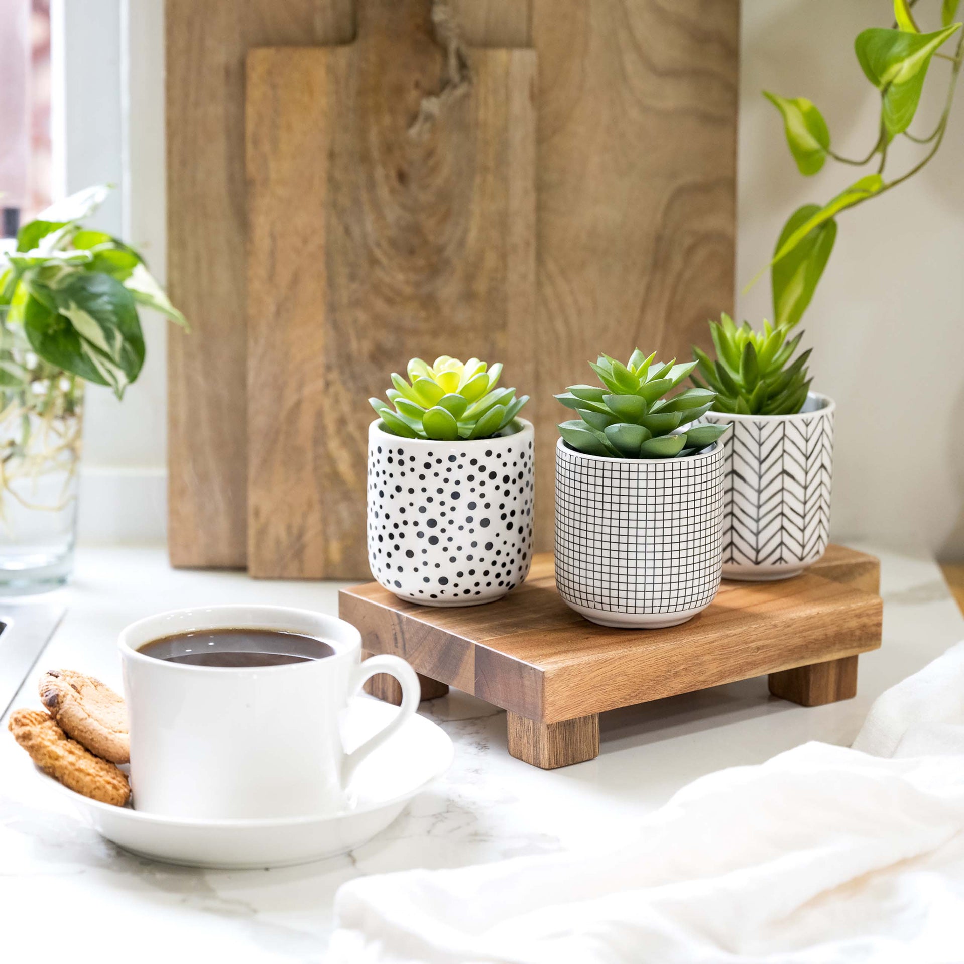 Set of 3 artificial succulents in black and white pots 4.5