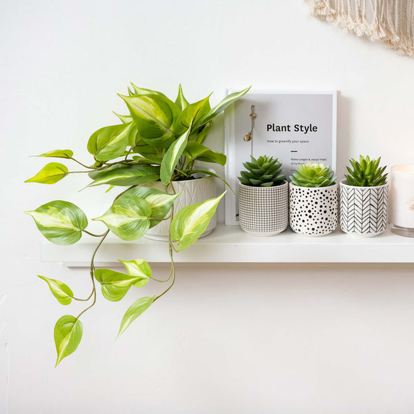 Set of 3 artificial succulents in black and white pots 4.5