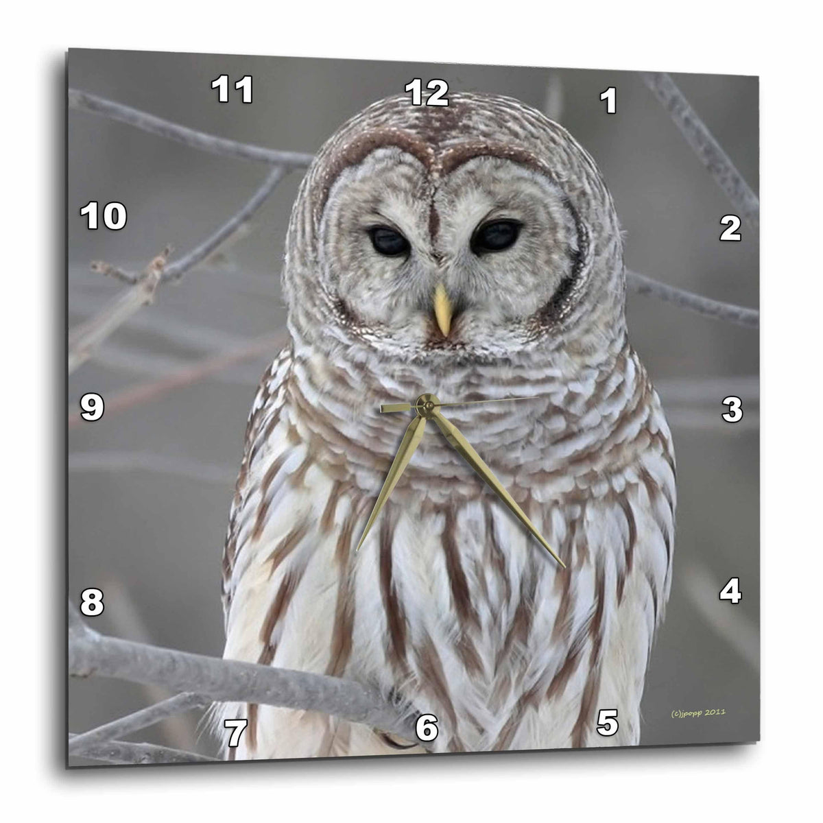 3dRose Jackie Popp Nature N Wildlife Birds - Barred Owl - Wall Clocks (DPP_21195)