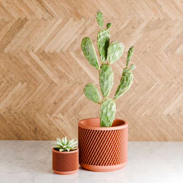 Two potted plants on a surface with a wooden wall background