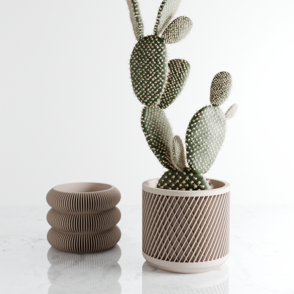 Decorative cactus plant in a textured pot on a white background