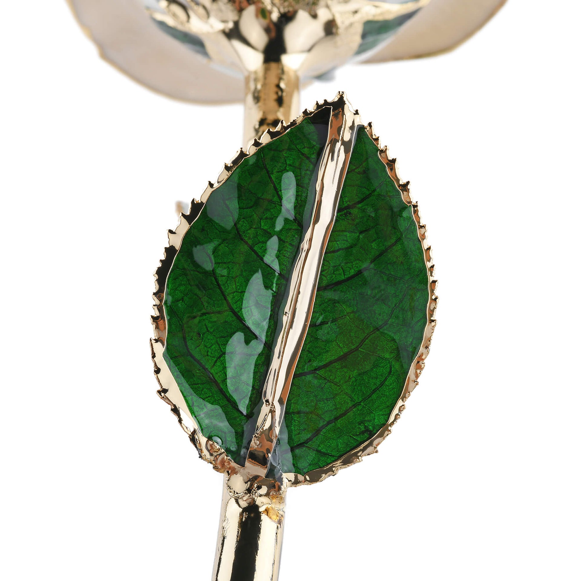 Timeless Rose (White)