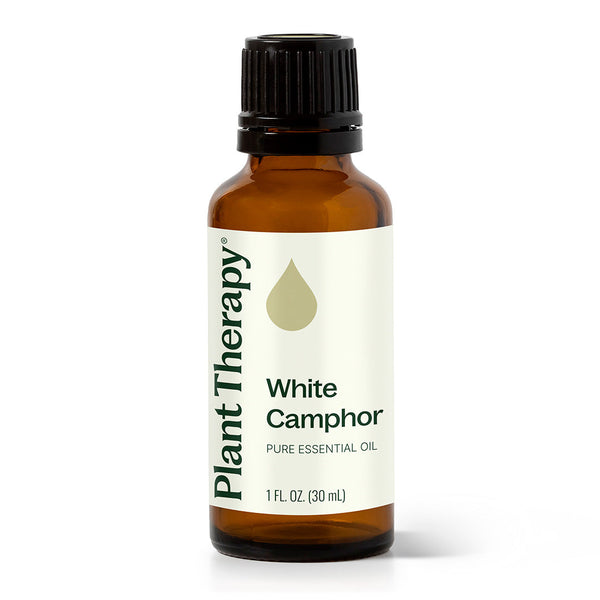 White Camphor Essential Oil