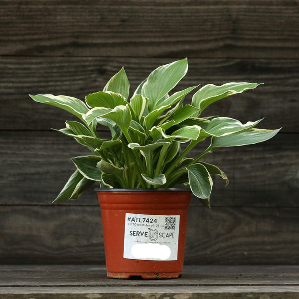 Francee Hosta