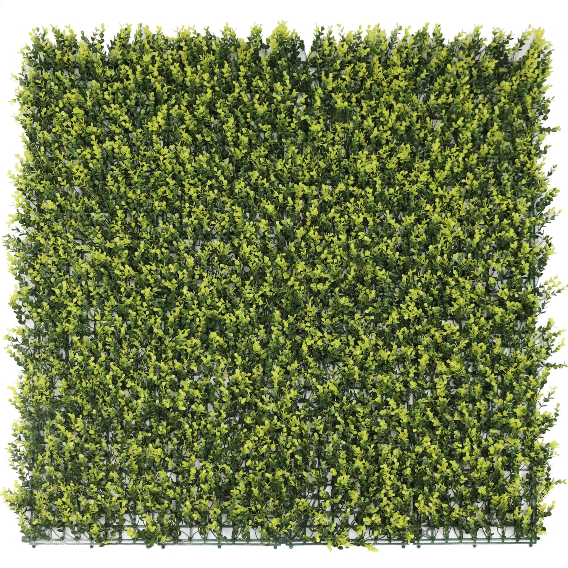 Sample Panel – Yellow English Boxwood Green Wall (Small Sample)