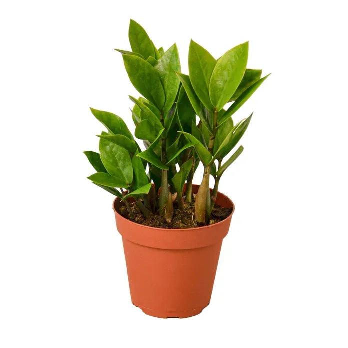 Zamioculcas Zamiifolia ZZ - Gifts for You 'n Me