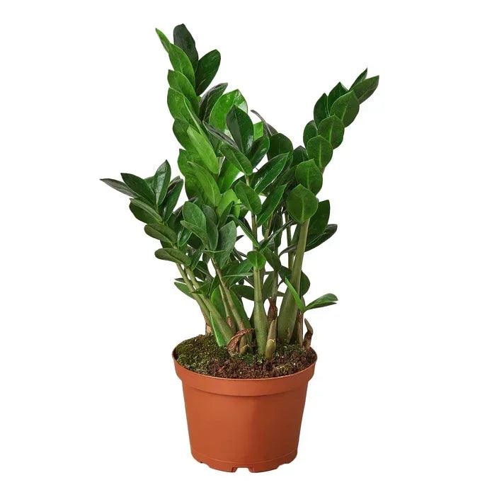 Zamioculcas Zamiifolia ZZ - Gifts for You 'n Me