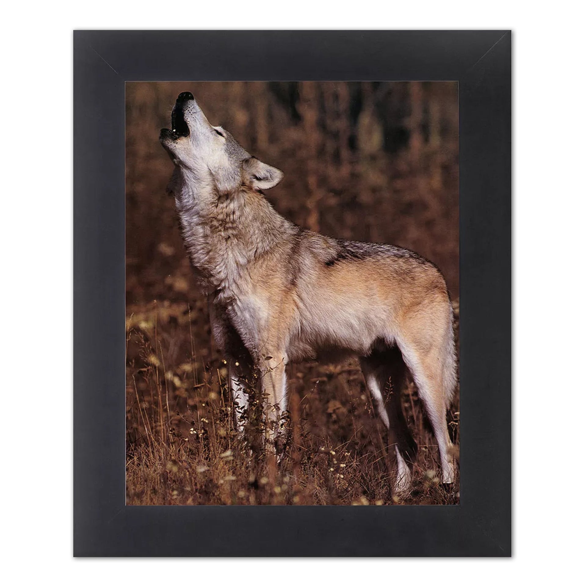Framed Wolf Wall Art – Gray Howling Wolf Photo in Black Wood Frame