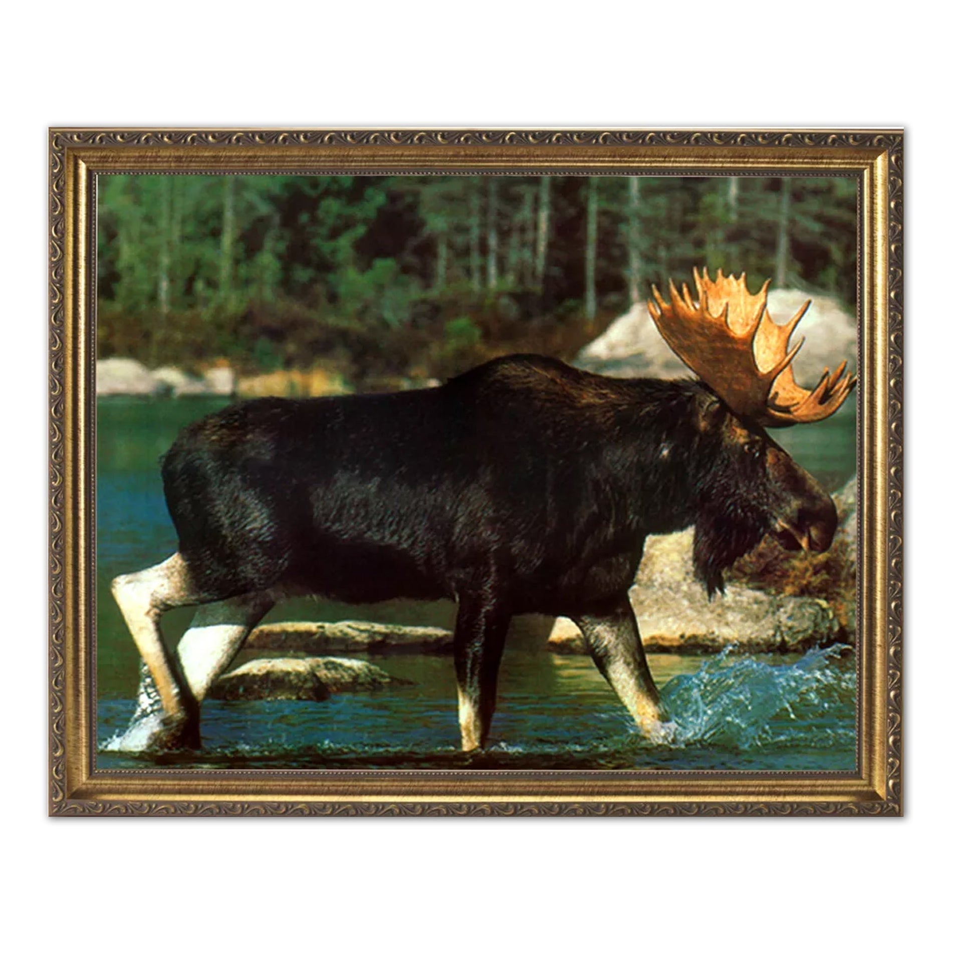 Gold Framed Wall Art - Moose Antler Artwork with River Crossing Picture, 16x20 Print