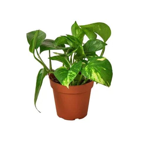 Pothos 'Golden' - Gifts for You 'n Me