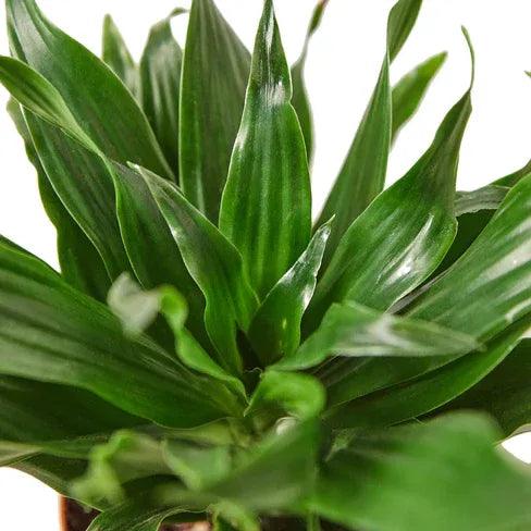 Dracaena 'Janet Craig' - Gifts for You 'n Me
