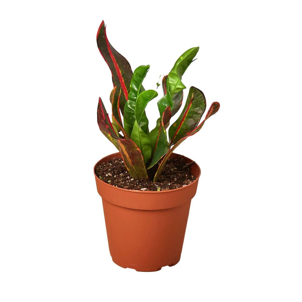 Croton 'Mammy' - Gifts for You 'n Me