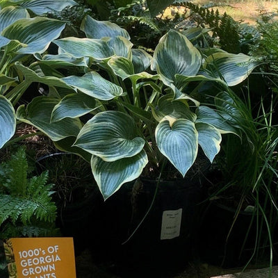 First Frost Hosta