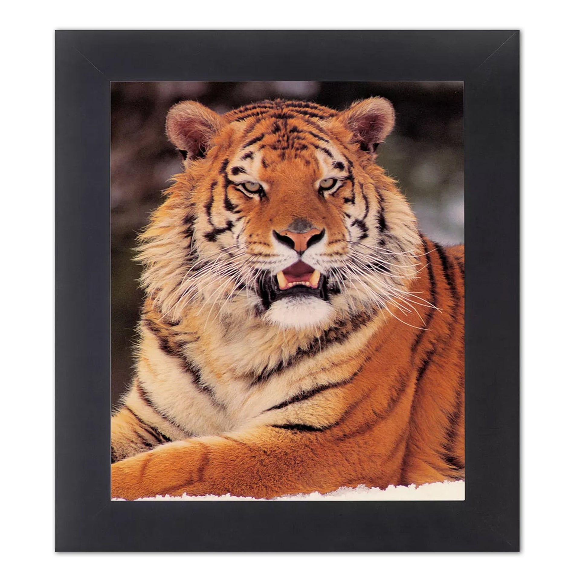 Framed Tiger Wall Art – Siberian Tiger Artwork in Black Wood Frame with Real Glass