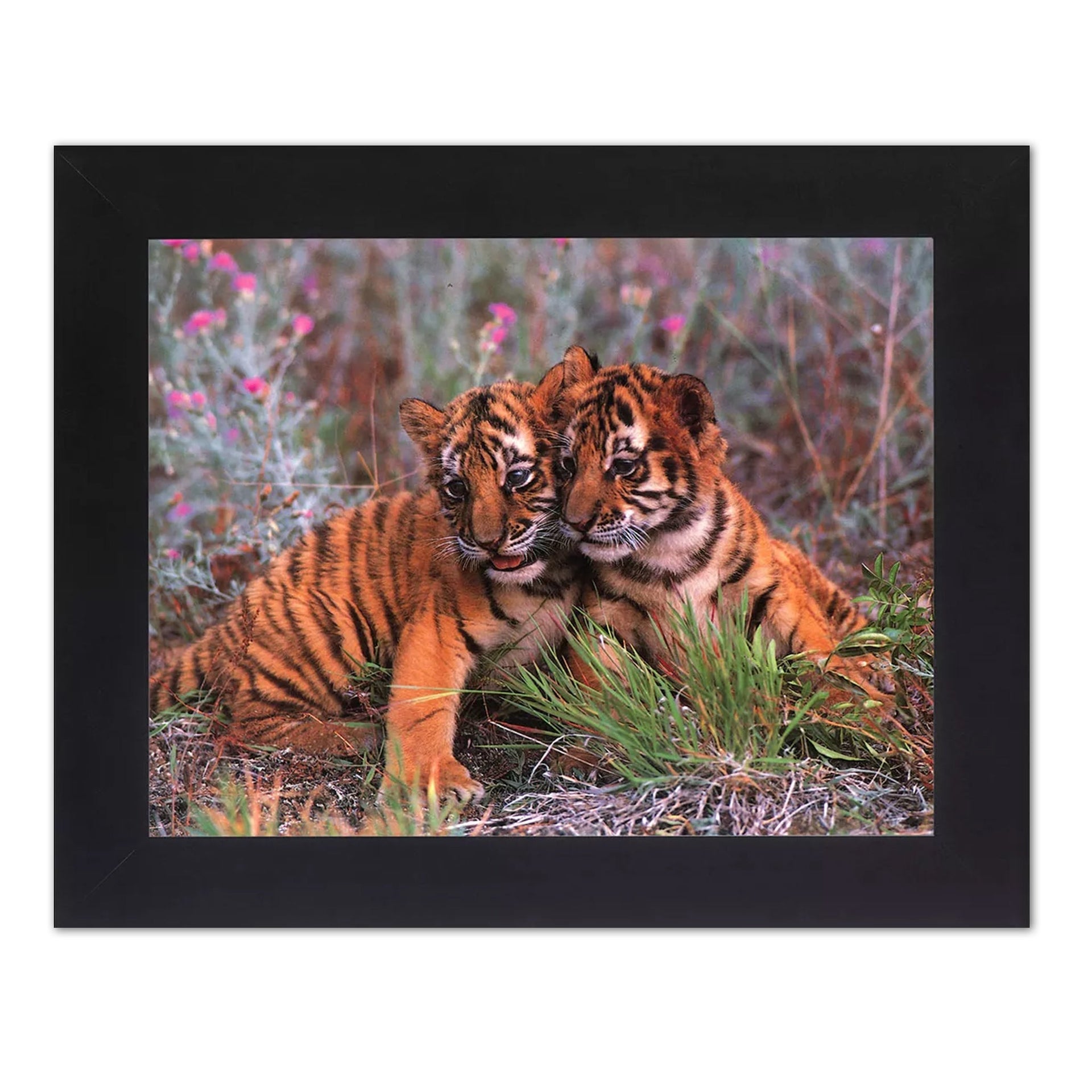 Baby Tiger Cubs Art - Framed Wall Picture With Black Wood Frame & Real Glass