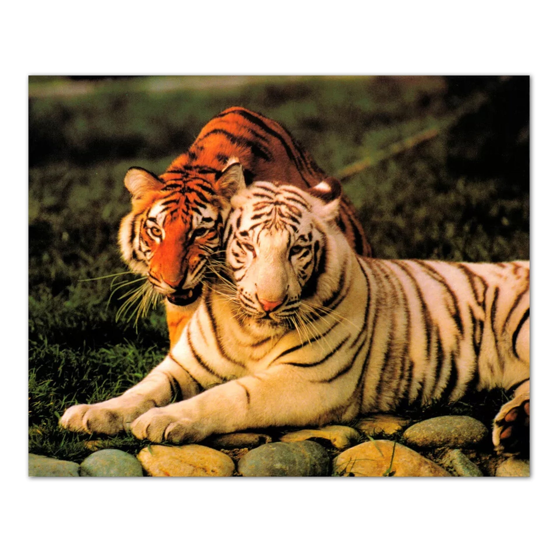Tiger Art Print – White and Orange Tigers 8x10 Wildlife Wall Decor