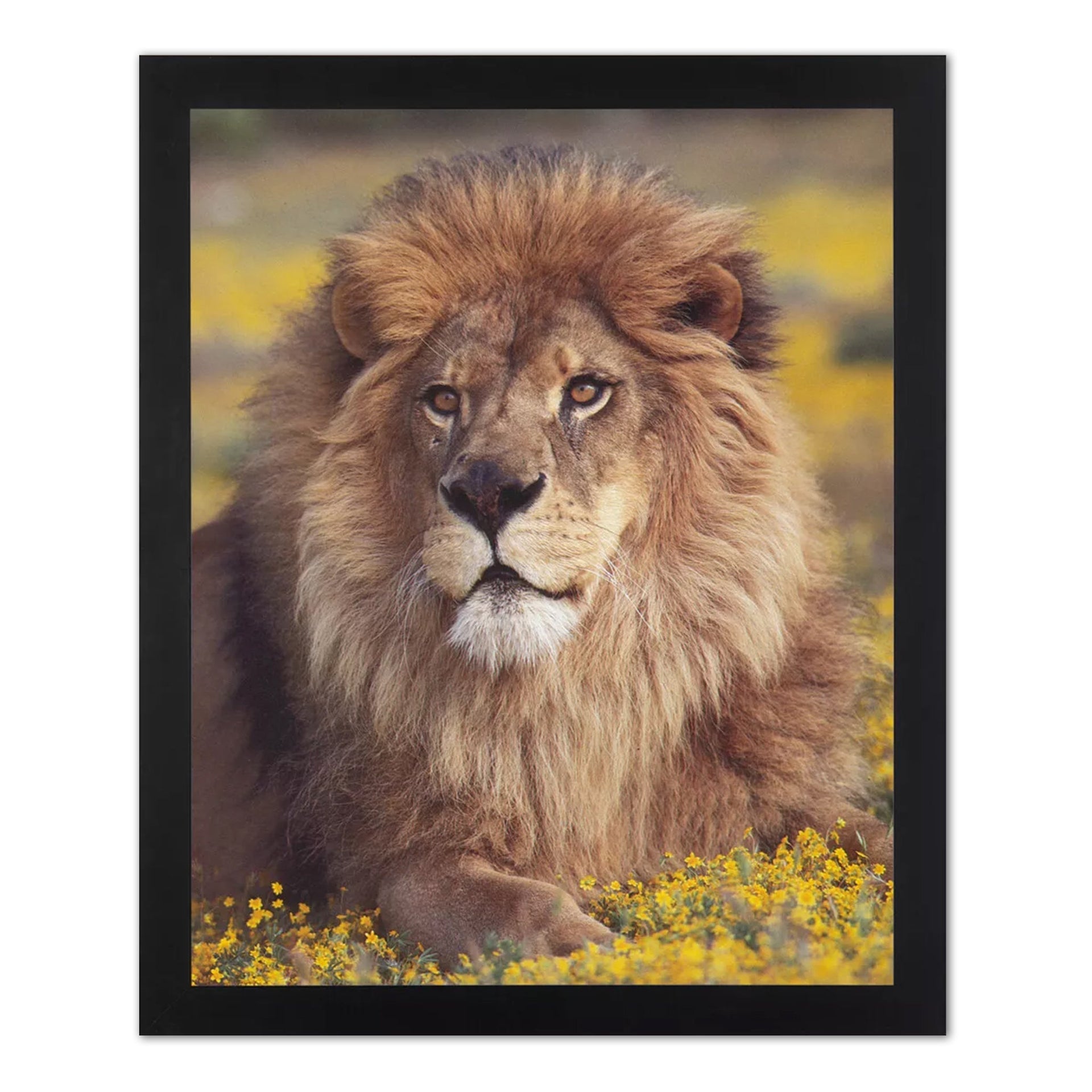 African Lion Wall Art - Black Framed 16x20 Inch Wildlife Print With Real Glass