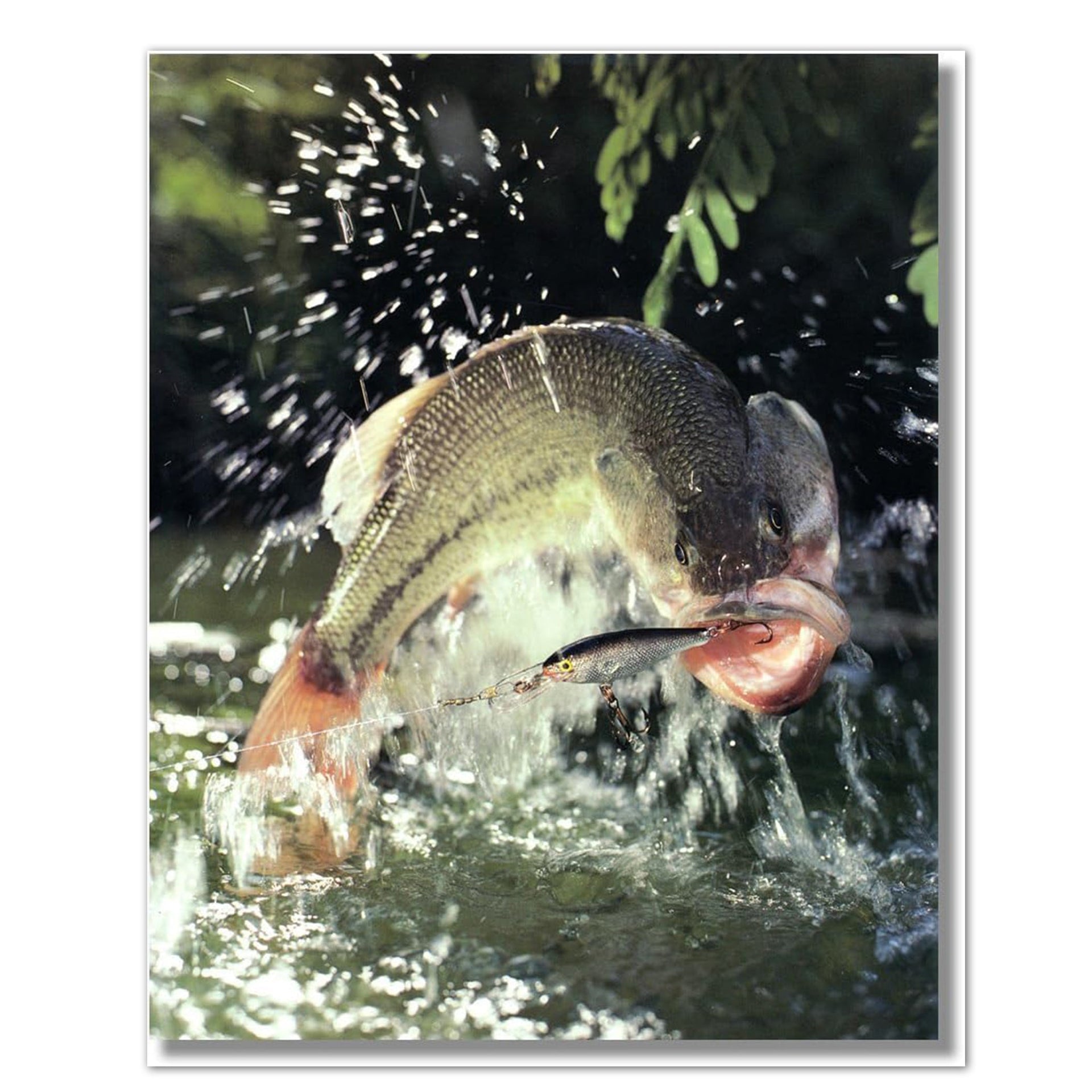 Large Mouth Bass Art – 8x10 Fish Print | Vivid Bass Wall Decor Lithograph