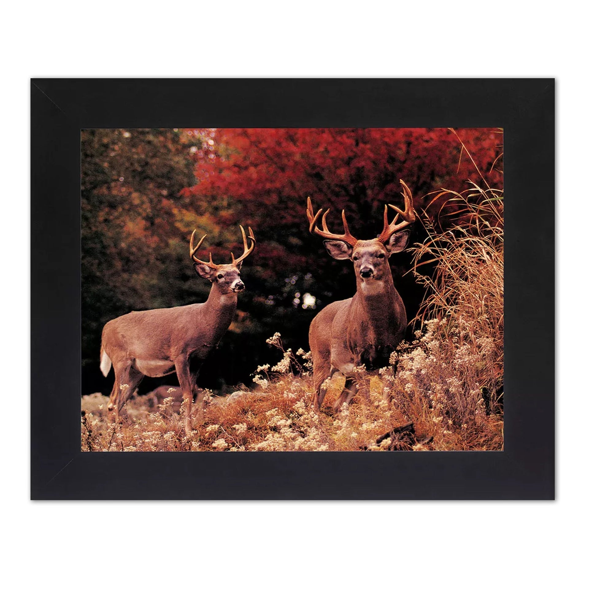Framed Deer Wall Art - Large Antler Print in Black Wood Frame with Real Glass