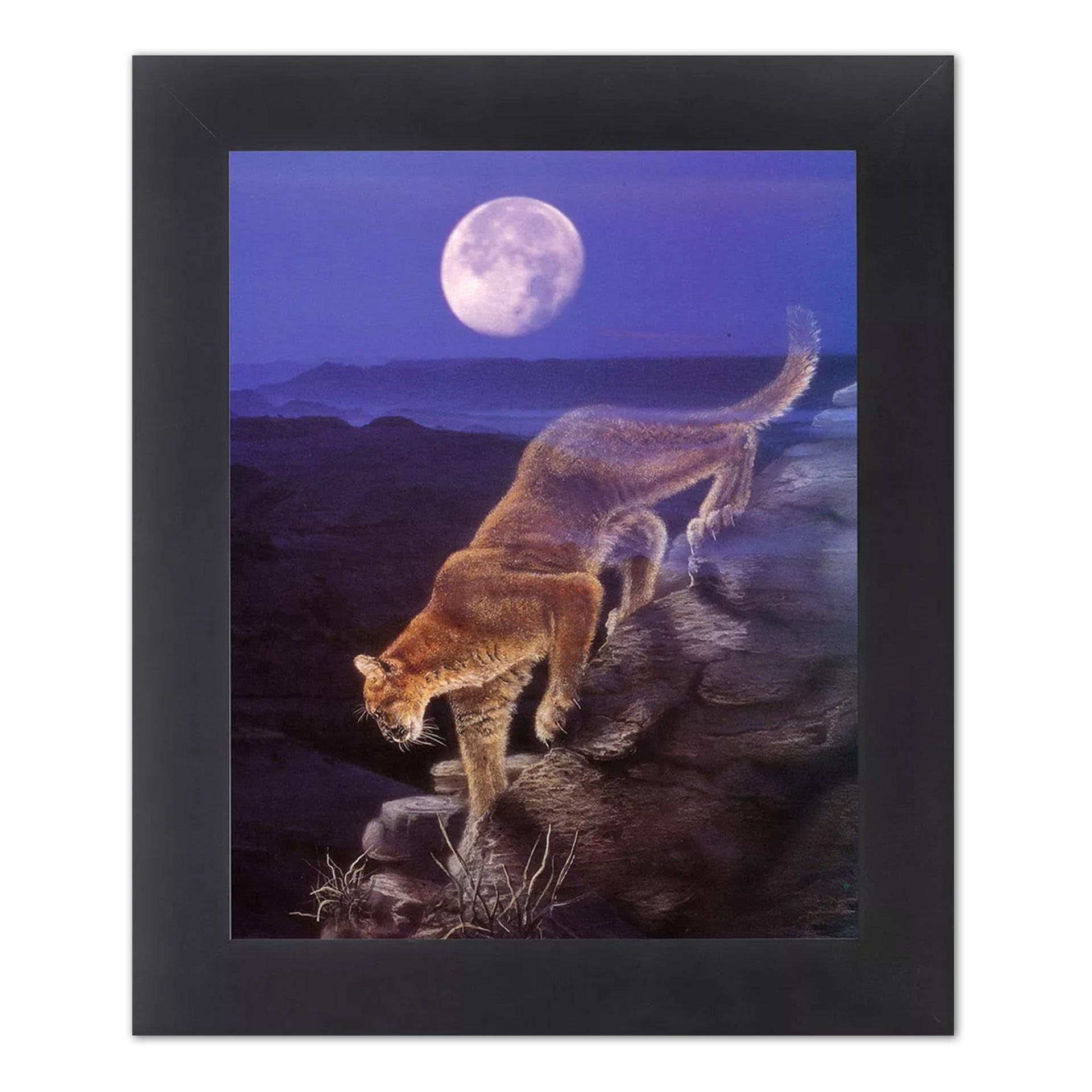 Mountain Lion Wall Art – Black Framed Bobcat Print | Wildlife Wall Decor