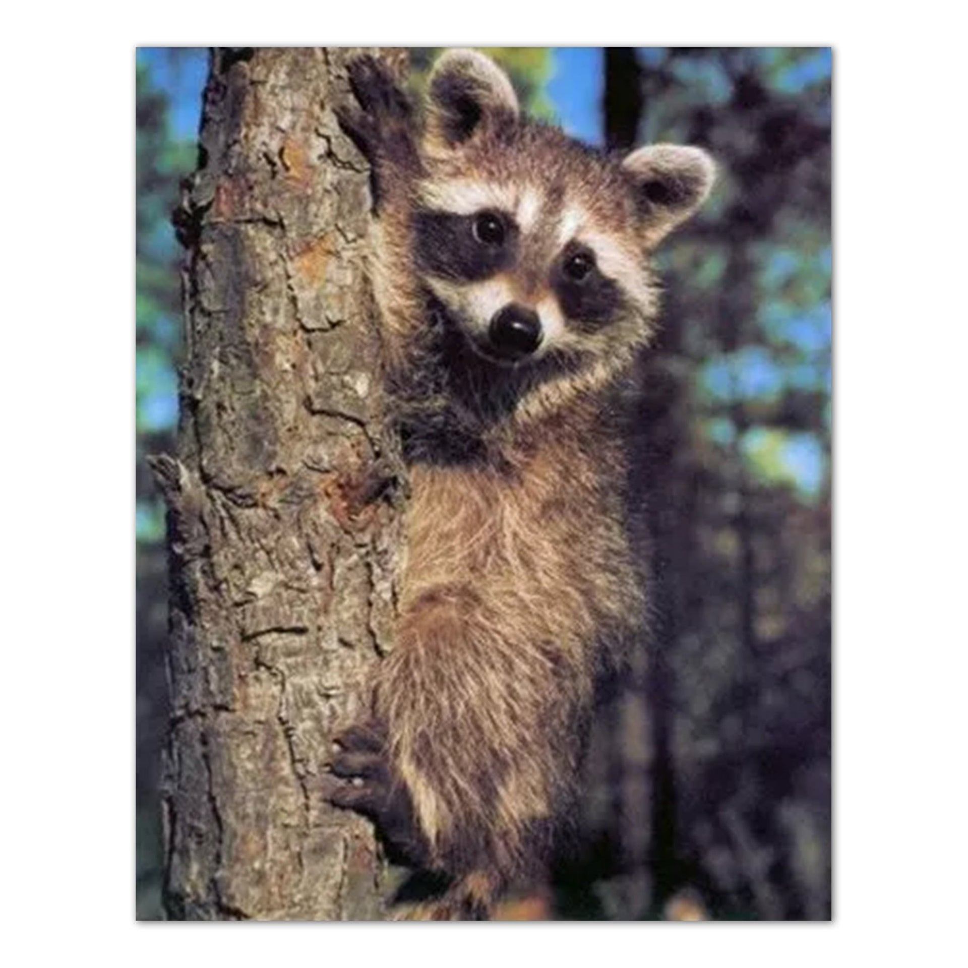 Kids Wall Art Print – Raccoon On Tree, 16x20 Unframed Animal Illustration