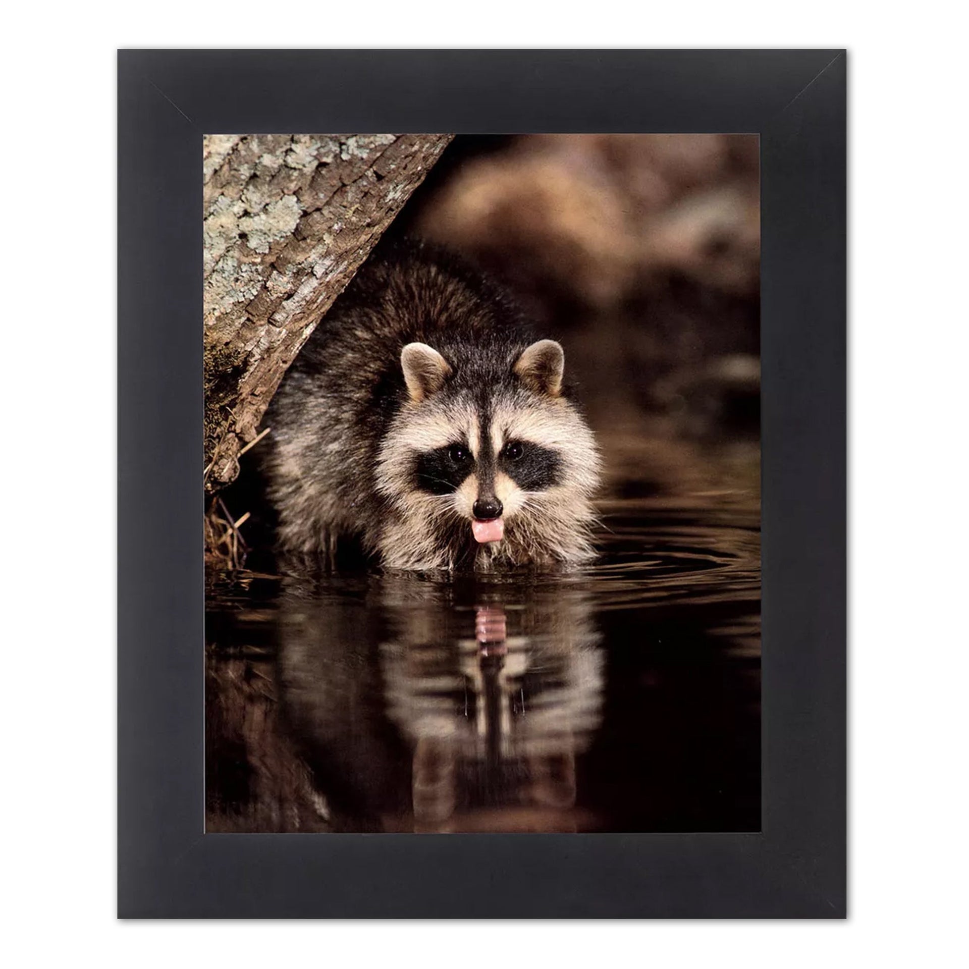 Framed Raccoon Art – Wildlife Wall Decor With Black Wood Frame, 8x10 Print