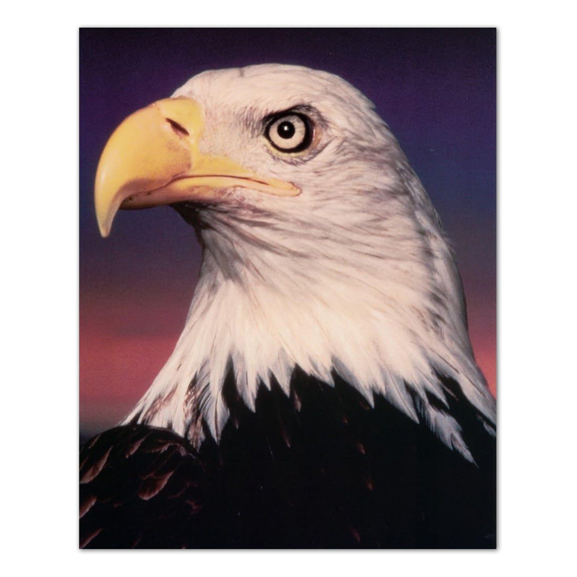Bald Eagle Art Print – 16x20 Wildlife Wall Art | Detailed Lithograph Portrait