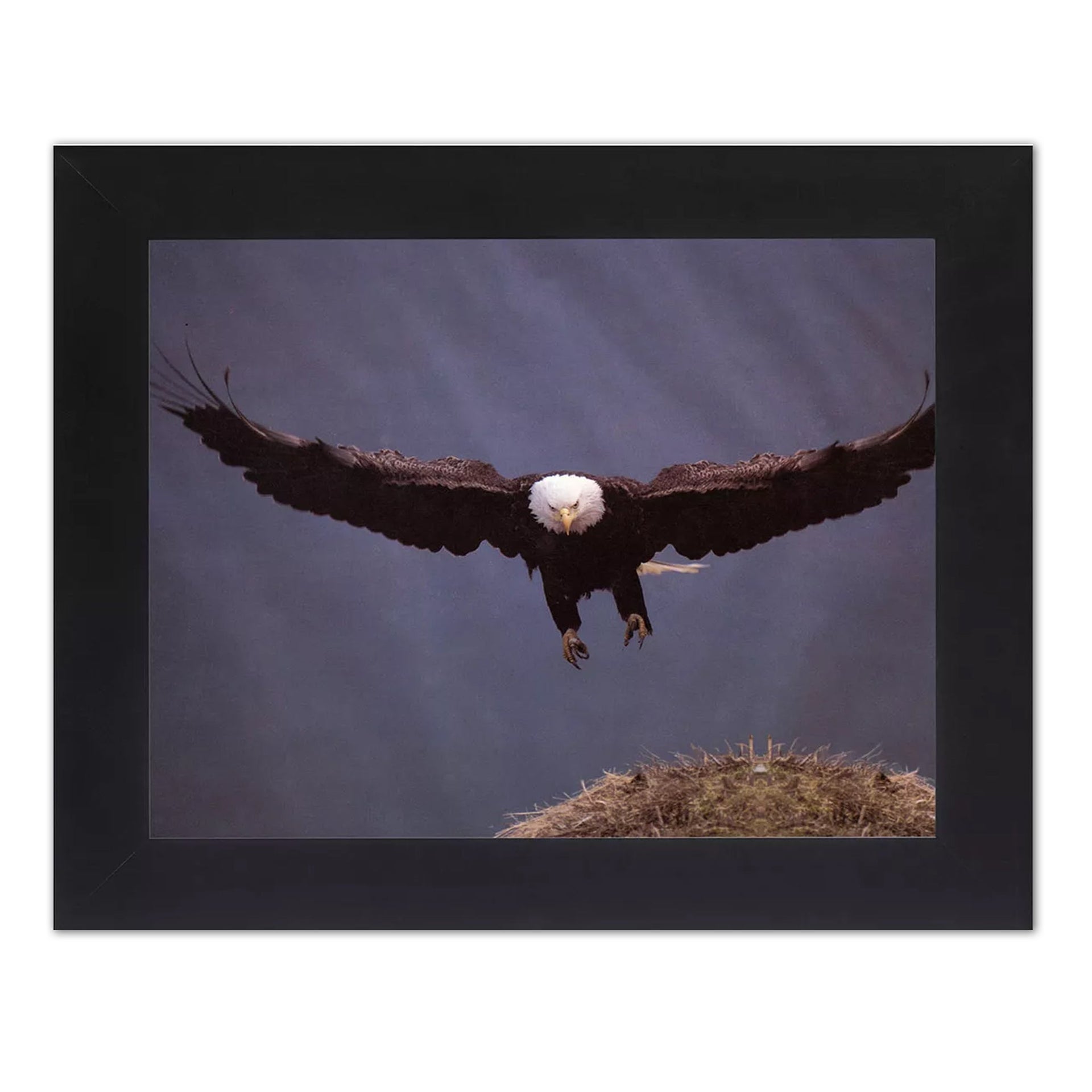 Bald Eagle Wall Art – Framed Bird Artwork with Black Real Wood Frame