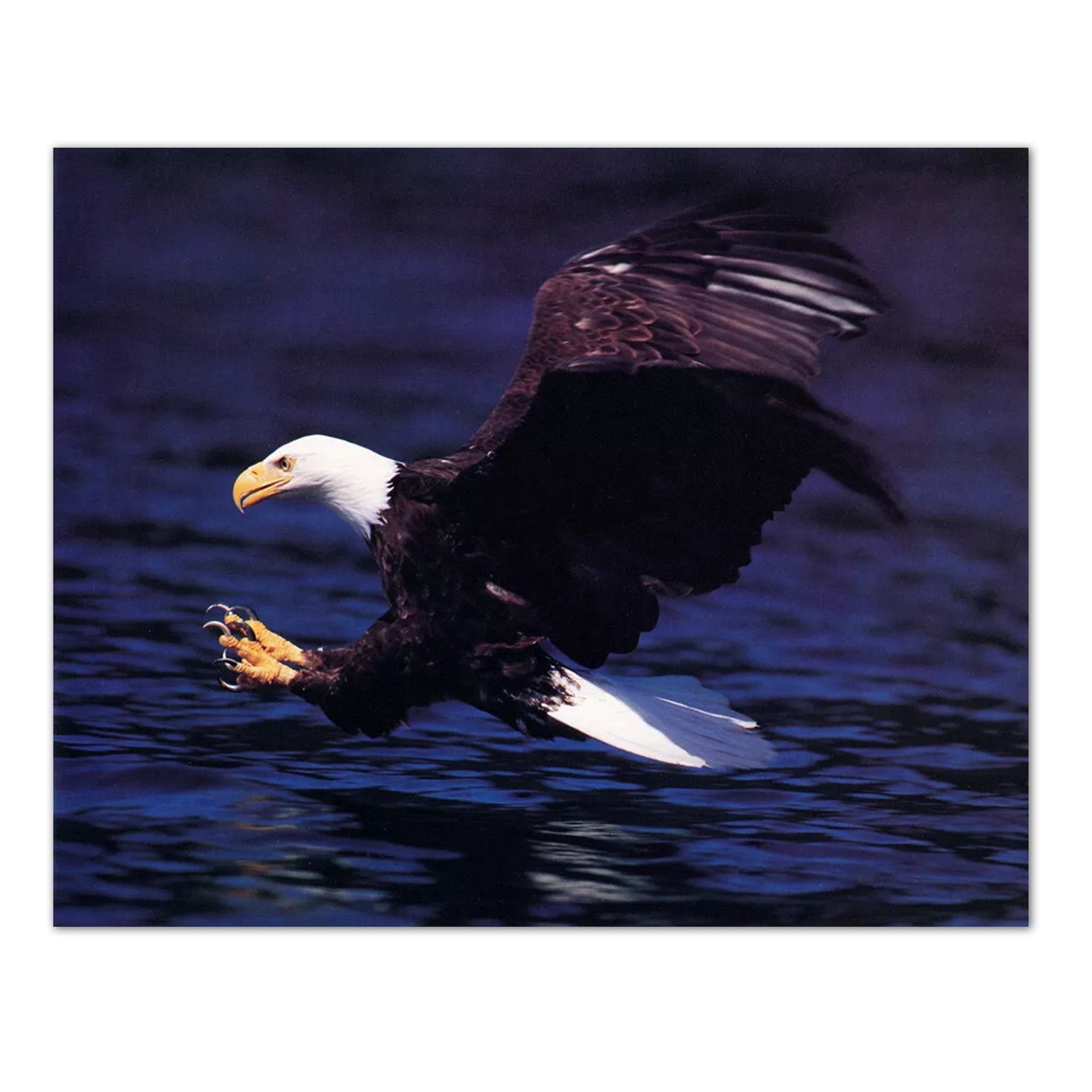 Bald Eagle Art Print – 8x10 Wildlife Wall Art Featuring Eagle Attack Scene