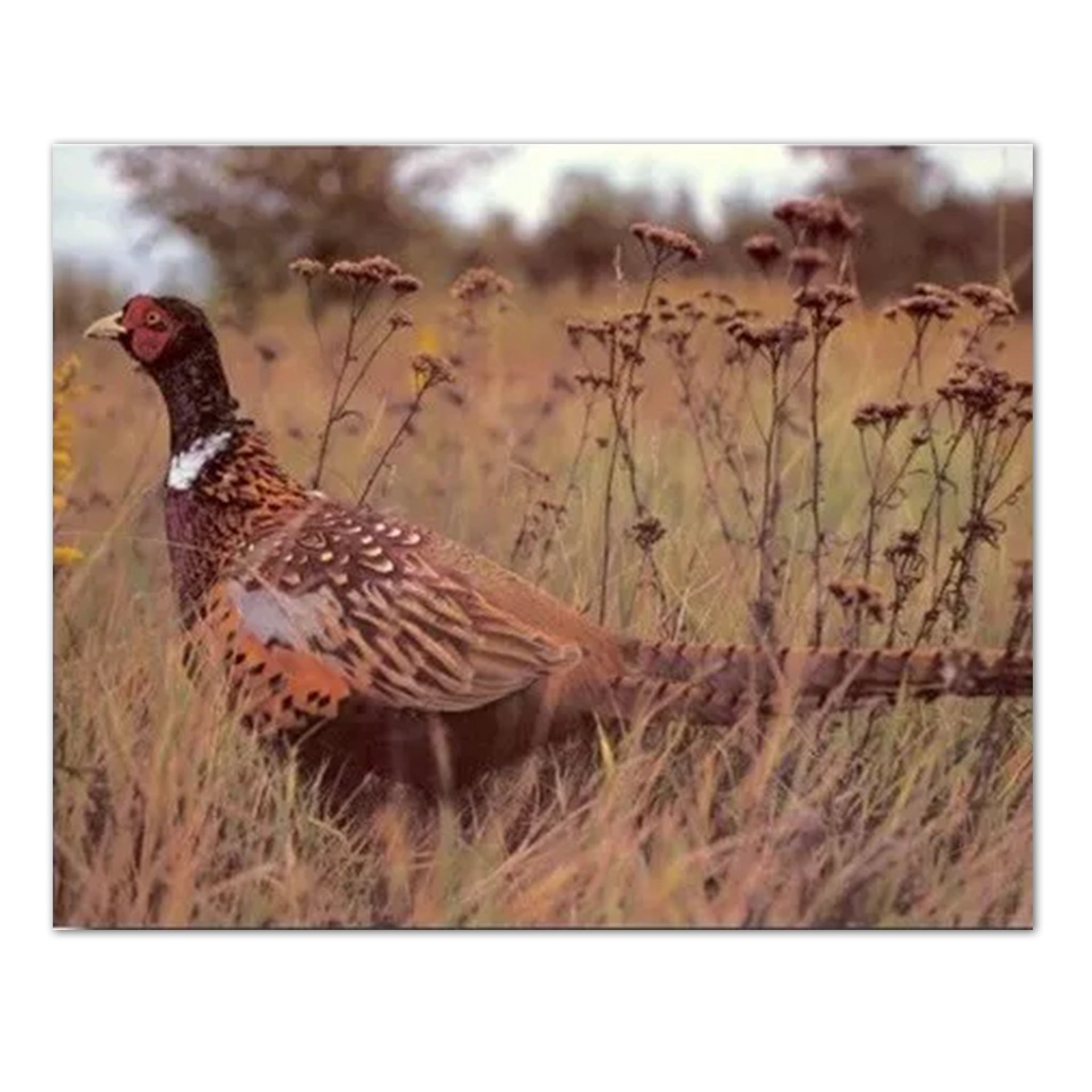Pheasant Wall Art – Wildlife Bird Print 16x20 Rustic Cabin Decor