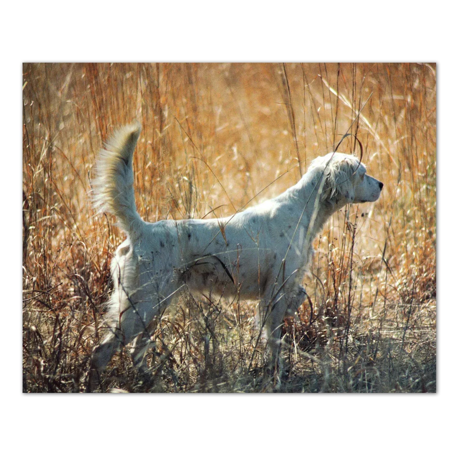 Setter Dog Art Print – 16x20 Hunting Dog Wall Art on Lithograph Paper