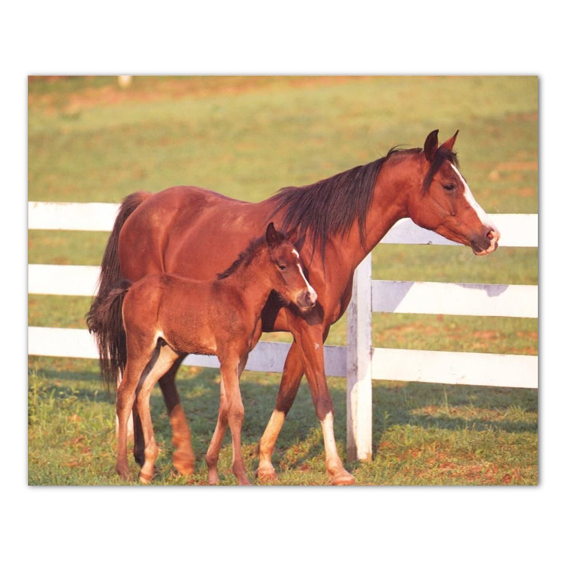 Western Cowboy Art Print - Horse Mare and Colt 8x10 Rustic Wall Decor