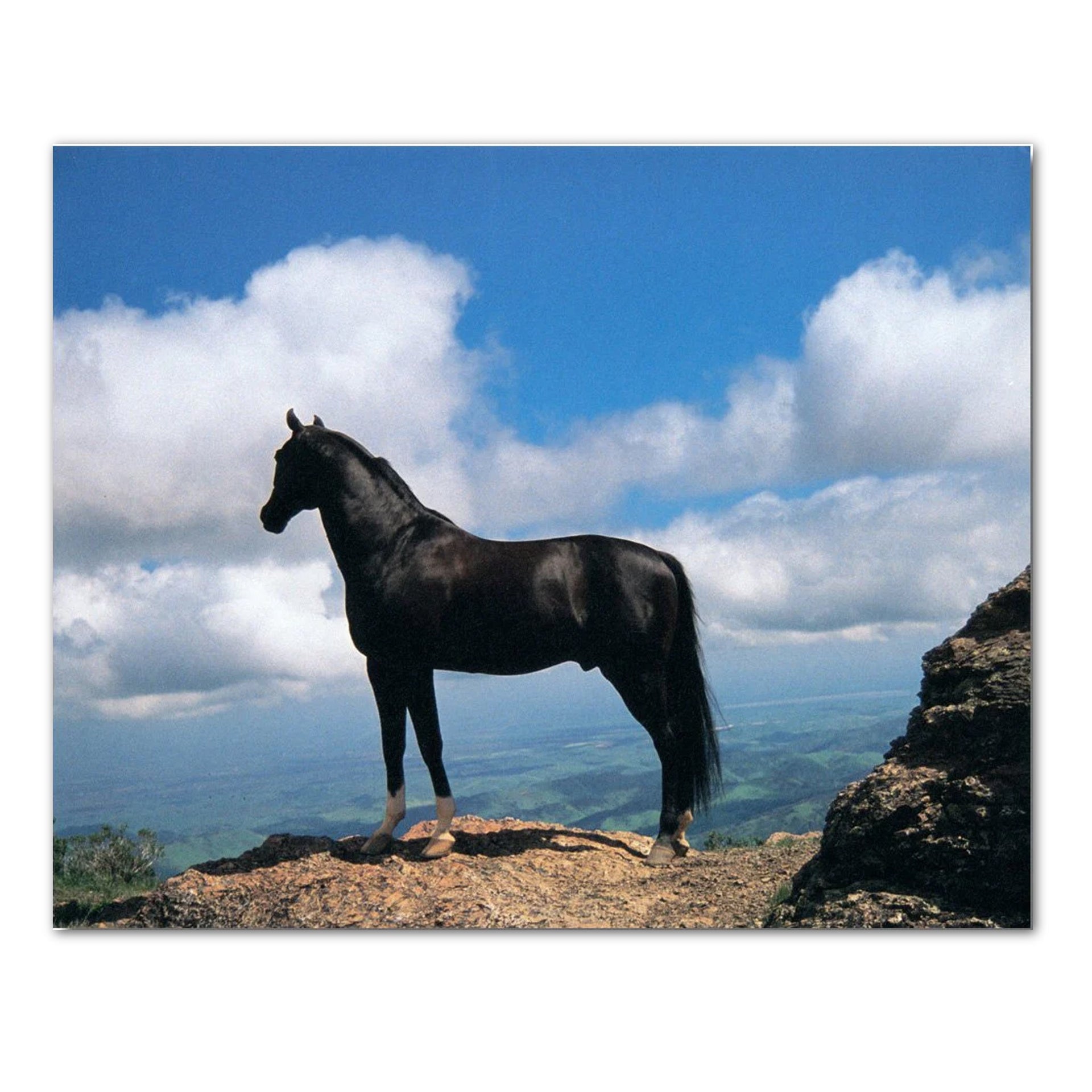 Western Horse Art Print - Black Stallion 8x10 Unframed Wall Art