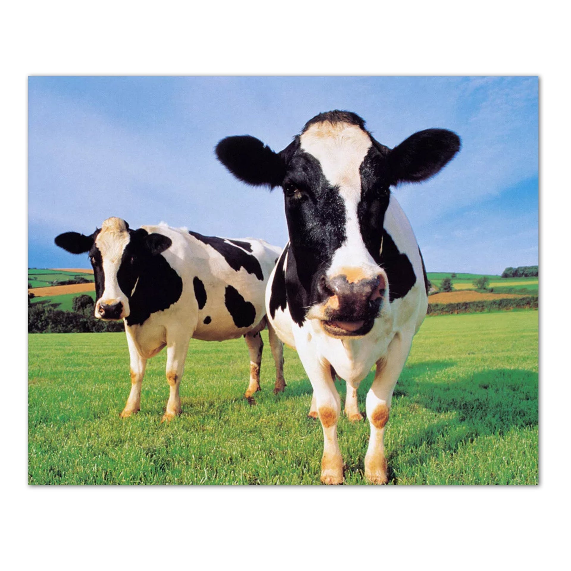 Holstein Cow Art Print - 8x10 Farm Photo Print | Vivid Lithograph Wall Decor