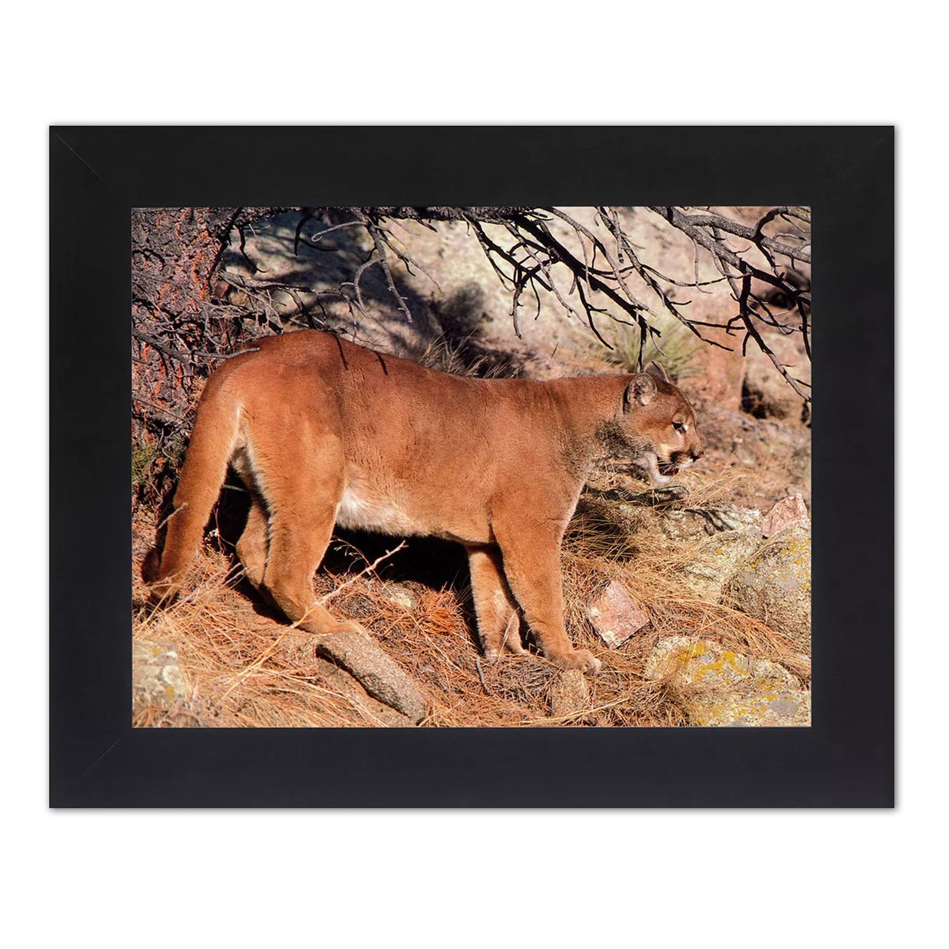 Framed Wildlife Art - Mountain Lion Bobcat Photo Print in Black Wood Frame