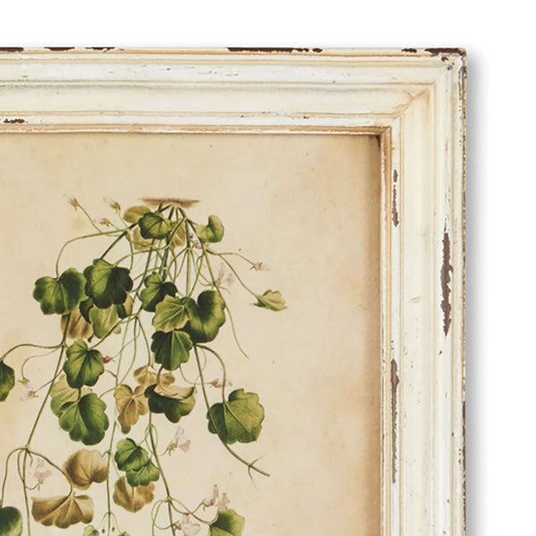 Antique Botanical Flower Prints in Distressed White Frames (Set of 12)