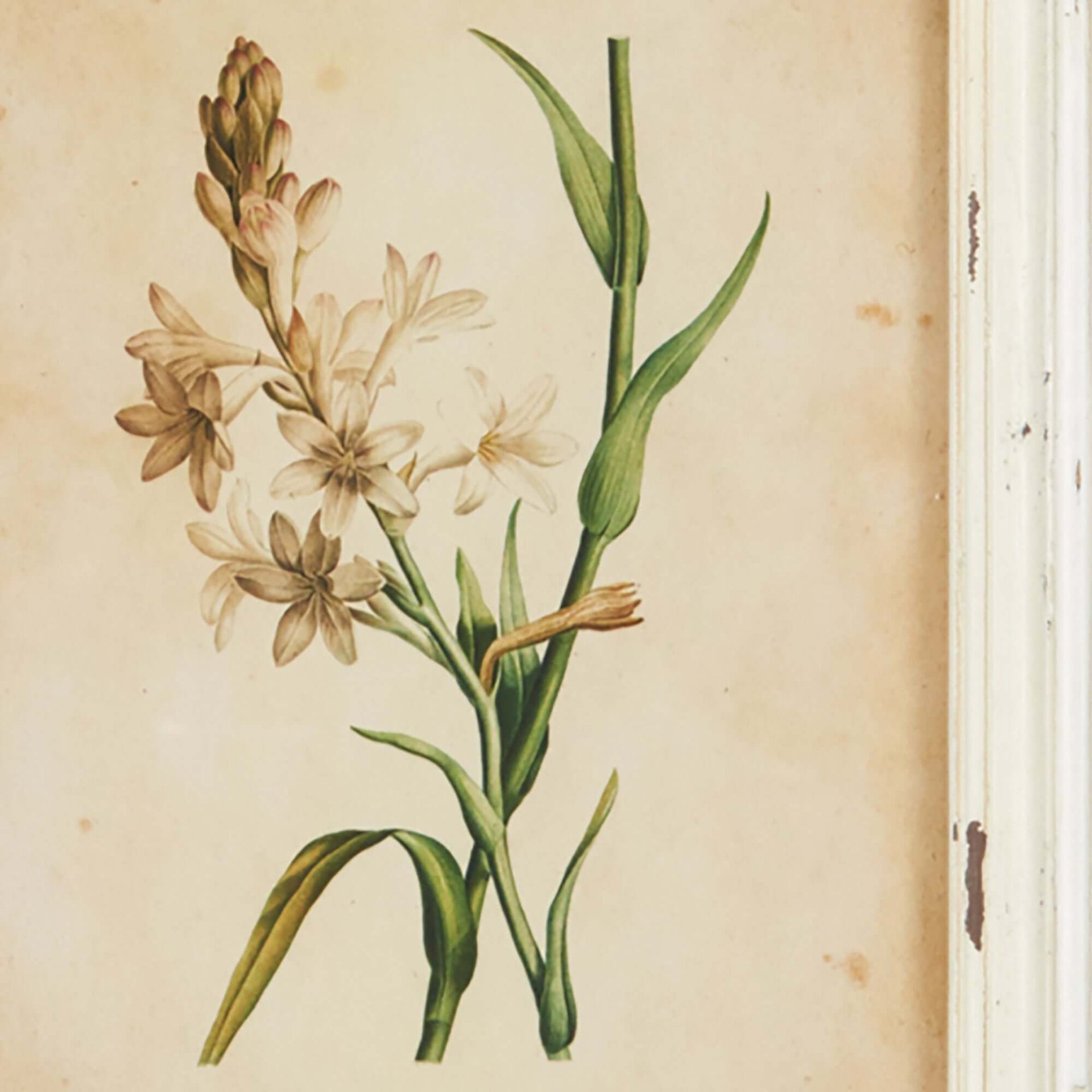 Antique Botanical Flower Prints in Distressed White Frames (Set of 12)