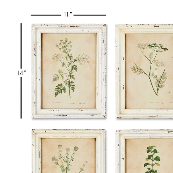 Antique Botanical Flower Prints in Distressed White Frames (Set of 12)