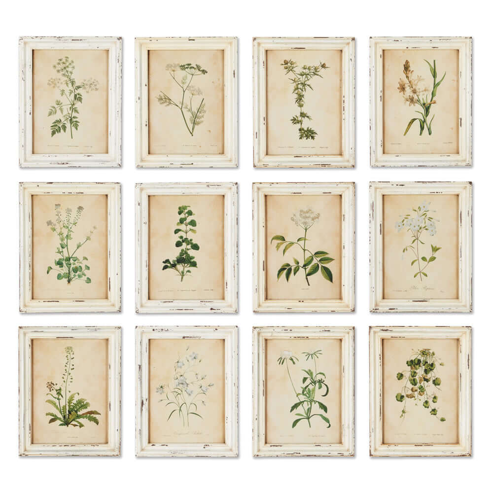 Antique Botanical Flower Prints in Distressed White Frames (Set of 12)