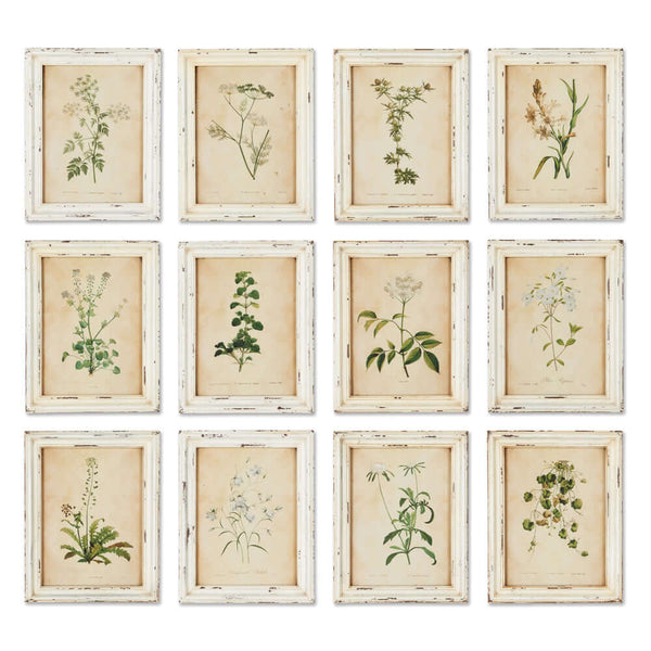 Antique Botanical Flower Prints in Distressed White Frames (Set of 12)