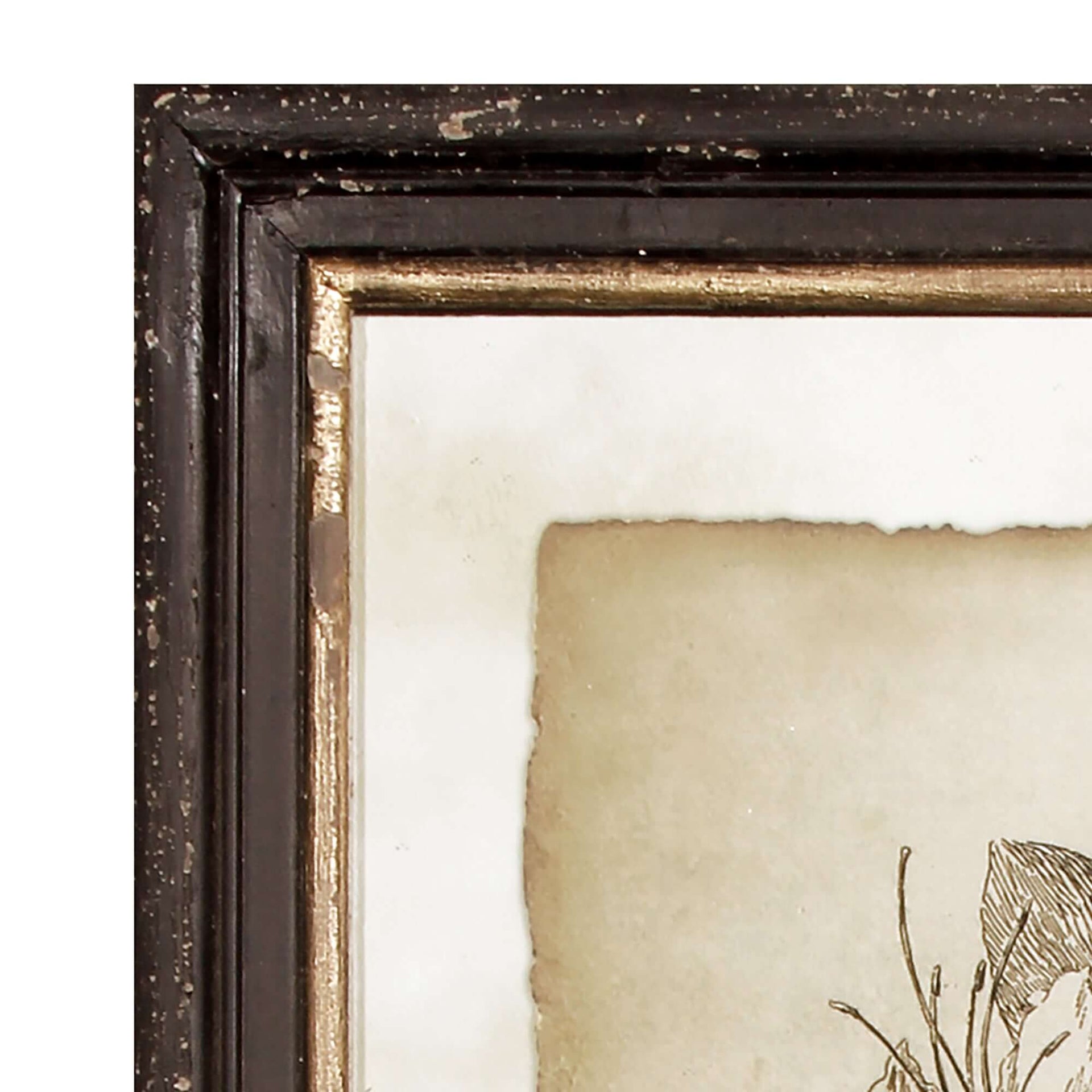 Antique Botanical Illustrations in Wood Frames (Set of 6)