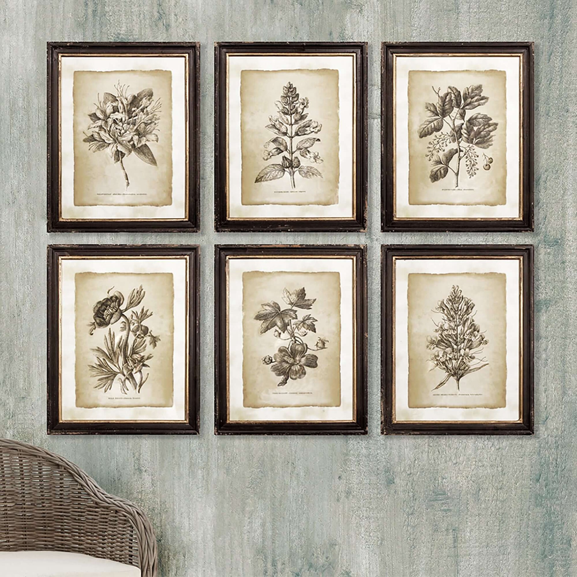 Antique Botanical Illustrations in Wood Frames (Set of 6)